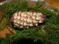 DSCN8084  Dimitry found me this cone that had been ravaged by a squirrel