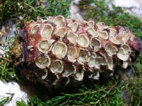 DSCN8086  you can almost feel the squirrel&#39;s teeth!