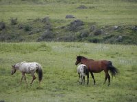 DSCN8154  free range horses