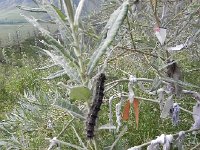 DSCN7915  Local people tie shreds of cloth to trees when they cross an important threshold, like a pass. A caterpillar invasion was attacking these willows.
