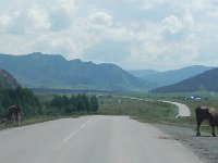DSCN8204  free range cows on the road south and then south-east to Ust-Koksa