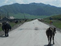 DSCN8217  free ranging cows bring their act right into town