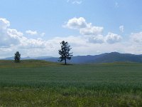 DSCN8225  oat field and tree