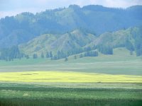 DSCN8234  fields and forest