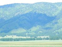 DSCN8235  forest patterns