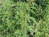 DSCN8243  and dope outside (never figured this out...)