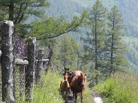 DSCN8266  A herd of mares, very pregnant, and colts came to investigate