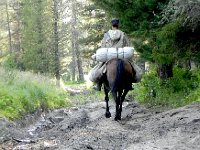 DSCN8282  the horses soon seemed to have a lot of advantages