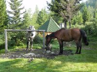 DSCN8354  the trusty Ranger horses