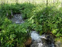 DSCN8360  The meadows were very wet and streams ran everywhere