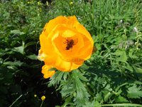 DSCN8369  flower and pollinator