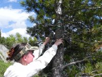 DSCN8387  The first temperature data logger was in this tree at the top of the second talus slope.