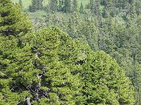 DSCN8397  Siberian stone pines