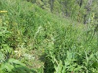 DSCN8398  Hard to capture in a photo but this was the route we had made up through the deep and slippery veg