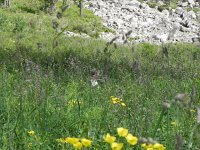 DSCN8399  Galia disappearing into the high grass!