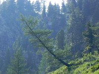 DSCN8400  a picturesque larch