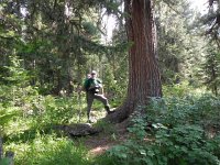 DSCN8402  a old growth Siberian stone pine on a good site in the valley bottom. These forests merit Jerry Franklin&#39;s attention