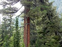 DSCN8404  Although not in Switzerland, there is a giant cross on this tree.