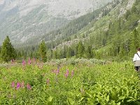 DSCN8408  meadow vegetation