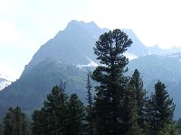 DSCN8411  summits, stone pines and herbs