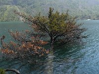 DSCN8469  Will this tree survive!