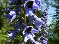 DSCN8471  Flower art