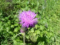 DSCN8472  Flower art