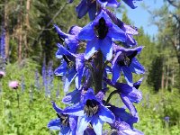 DSCN8473  Flower art