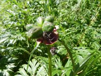 DSCN8474  Flower art