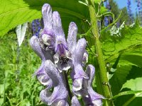 DSCN8475  Flower art