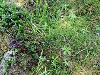 DSCN8495  The forest floor is a spongy mass of mosses and ground covers over decaying wood debris that still cracks as you walk over it. It is amazing - like walking on a mattress!