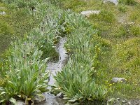 DSCN7711  Water course