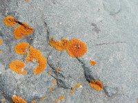 DSCN7720  and lichens