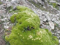 DSCN7724  Cushion plant community