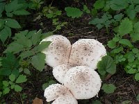 DSCN8612  still some nature