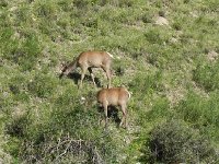 DSCN7843  here are the deer, elk really (red deer) grazing in their enclosure