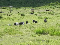 DSCN7845  how many species of free ranging animals can you see here?