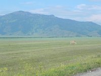 DSCN8535  vast hay fields as we drive away from Ust-Koksa