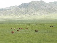 DSCN8545  free range....