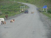 DSCN8574  we regain the pavement, sped up a bit but didn&#39;t hit any calves