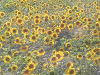 DSCN8575  Siberian sunflowers