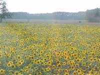 DSCN8576  hours later, we had left the mountains and were again on the rolling southern Siberian plain