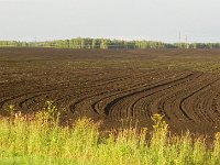 DSCN8586  and incredible soil