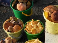 DSCN8591  and choices