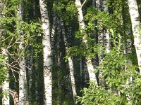 DSCN8597  Siberian birches