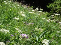 DSC06298  The flowers were out in force