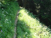 DSC06299  as the trail followed the contour