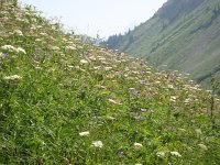 DSC06300  before descending to the Col de Chaude