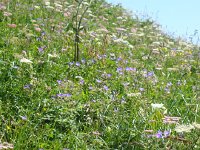 DSC06301  All manner of species