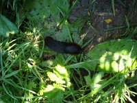 DSC06306  local fauna